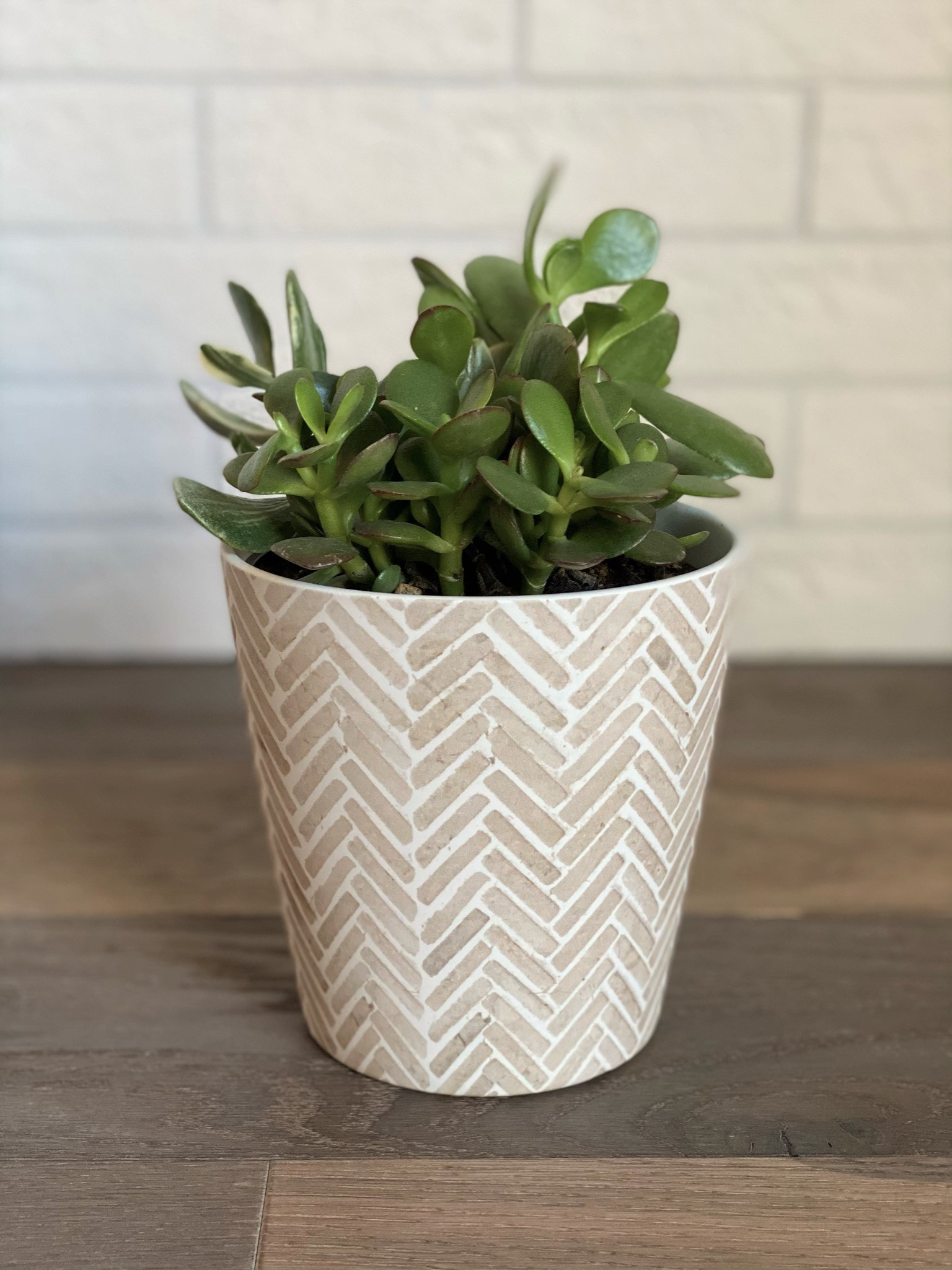 Essence Ceramic Planter